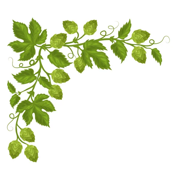 Coni di luppolo e fiori con foglie — Vettoriale Stock