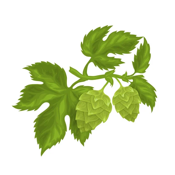 Hops cones with leaves — Stock Vector