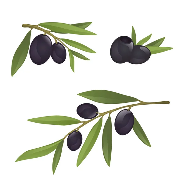 Olive branches with black olives — Stock Vector