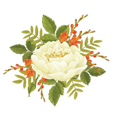 Beyaz gül grafik çiçekler