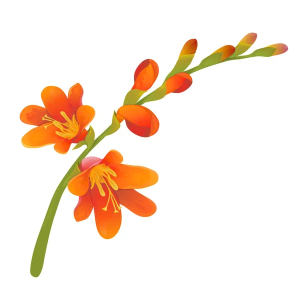 Crocosmia flower branch — Stock Vector