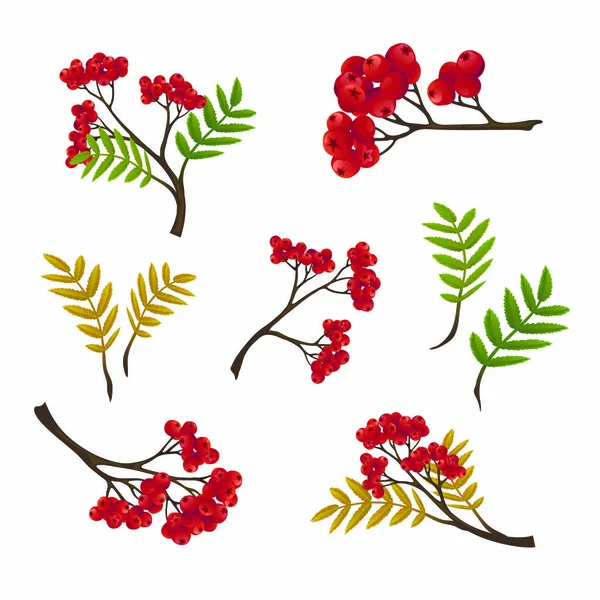 Autumn rowan branch with  leaves — Stock Vector