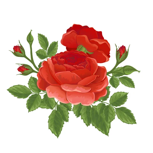 English  red rose graphic flowers. — Stock Vector