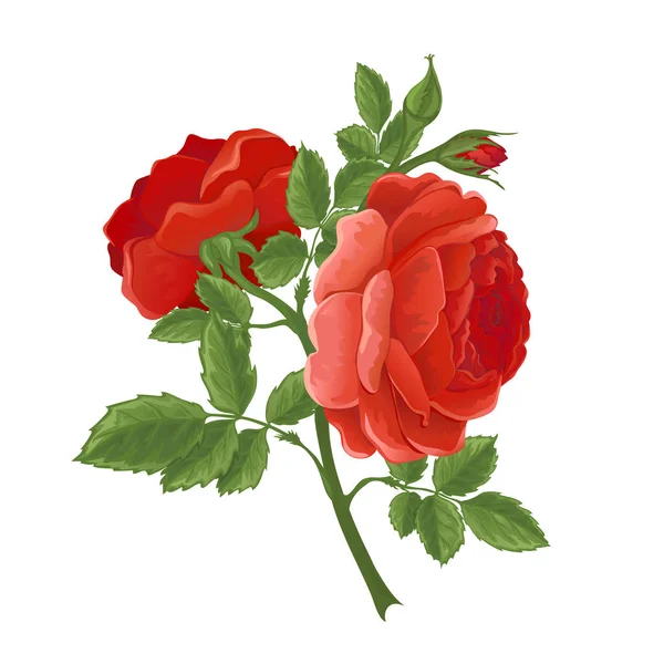 Polski czerwony graficzny kwiatów róży. — Wektor stockowy