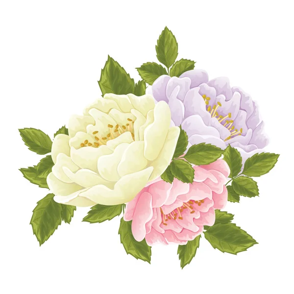 Englische Rose Grafik Blumen. — Stockvektor