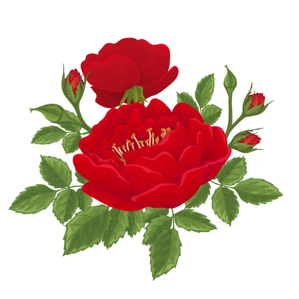 Engels rood roze grafische bloemen. — Stockvector