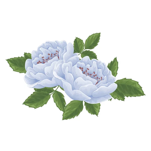 Englische Rose Grafik Blumen. — Stockvektor