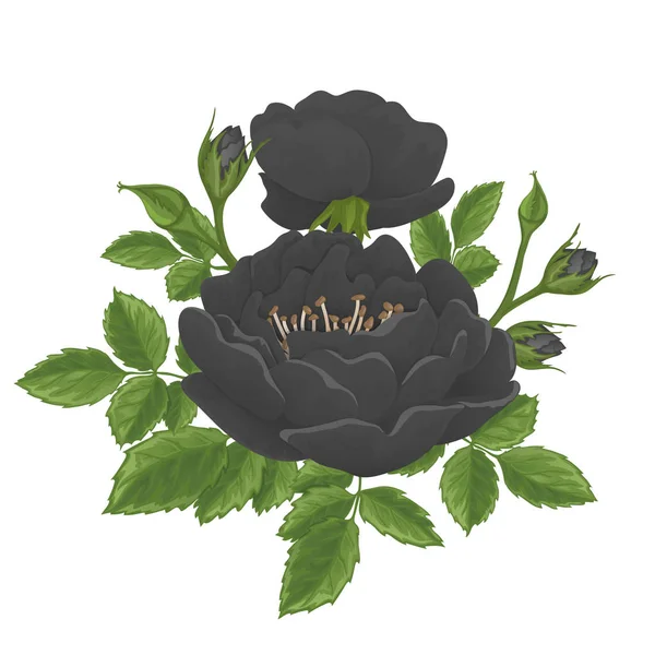 Englische Rose Grafik Blumen. — Stockvektor