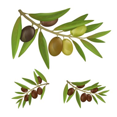 Farklı renk zeytin dalları yaprakları ile üzerinde kümesi