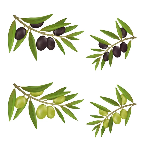Set of different color olives on branches with leaves — Stock Vector