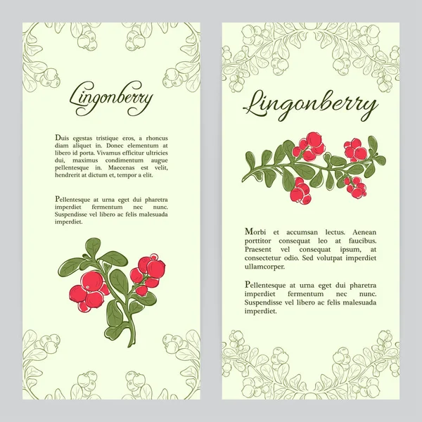 Modèle de dépliant Lingonberry — Image vectorielle