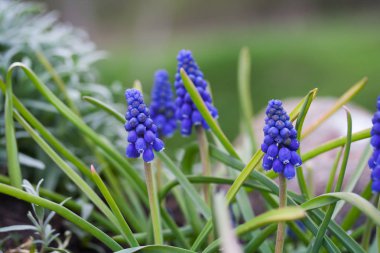 Üzüm sümbül (Muscari armeniacum)