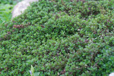 thymus serpyllum, breckland kekik bilinen