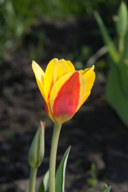 Tulipa Kaufmanniana Stresa