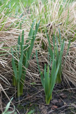 Nergis (narcissus) Thalia bitkiler