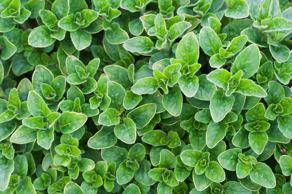 Origanum vulgare (origano) pianta in giardino — Foto Stock