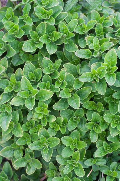 Origanum vulgare (origano) pianta in giardino — Foto Stock