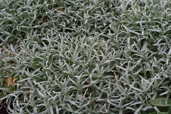 Cerastium tomentosum (Snow-in-Summer) — Stockfoto