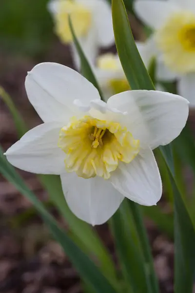 Daffodil 'Ice Follies (narcissus) flowers — Stock Photo, Image
