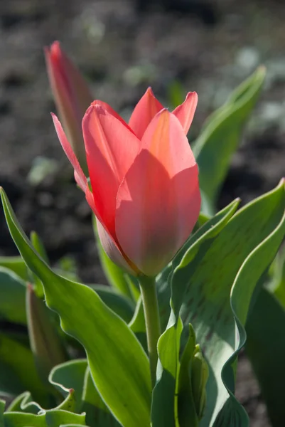 Tulipa Greigii Toronto in garden. Latvia, Europe — Stock Photo, Image