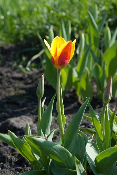 Tulipa Kaufmanniana Stresa — Stock Photo, Image