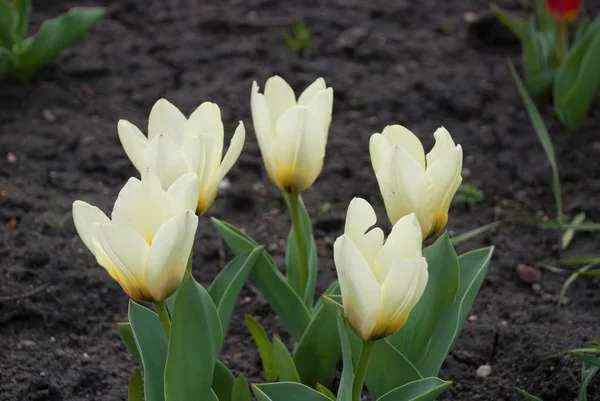 Tulipa greigii 'Concerto' in early morning — Stock Photo, Image