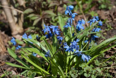 Scilla siberica (Sibirya squill veya ahşap squill)
