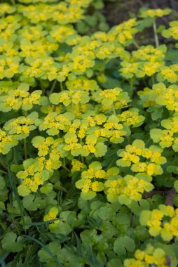 (Alternatif yapraklı altın-saxifrage Chrysosplenium alternifolium)