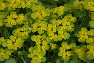 (Alternatif yapraklı altın-saxifrage Chrysosplenium alternifolium)