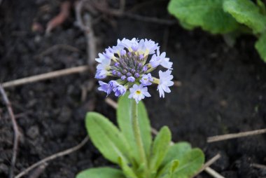 Primula denticulata veya baget çuha çiçeği bitki