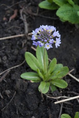 Primula denticulata veya baget çuha çiçeği bitki