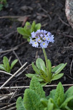 Primula denticulata veya baget çuha çiçeği bitki
