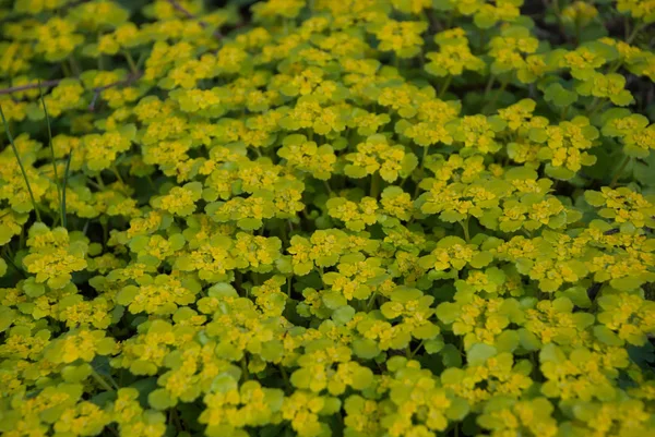 Chrysosplenium alternifolium (alternatív leveles arany-saxifrage) — Stock Fotó