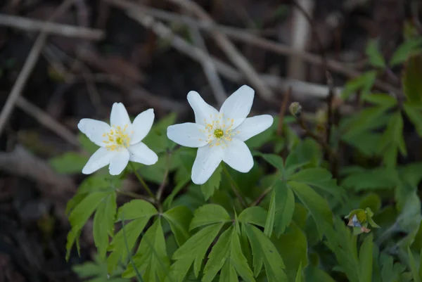 Anémona nemorosa (anémona de madera) flores en roble —  Fotos de Stock