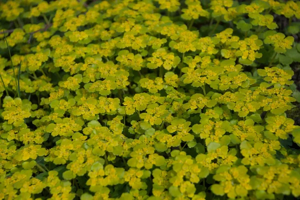 Chrysosplenium alternifolium (saxifragem dourada de folhas alternadas ) — Fotografia de Stock