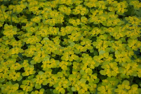 Śledziennica skrętolistna (Chrysosplenium golden Skalnica) — Zdjęcie stockowe