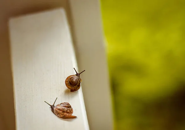 Slakken op een balkon — Stockfoto