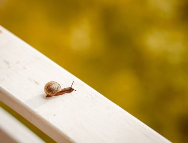 Salyangoz beyaz bir balkonda oturuyor