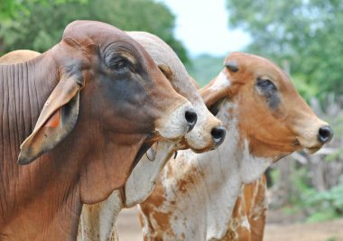 3 Brahman kardeşler