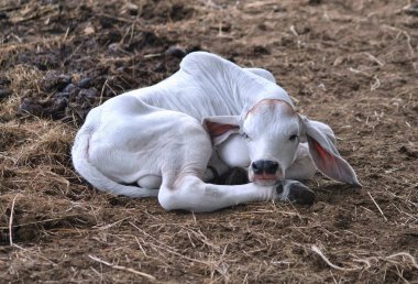 A newborn Brahman Calf clipart