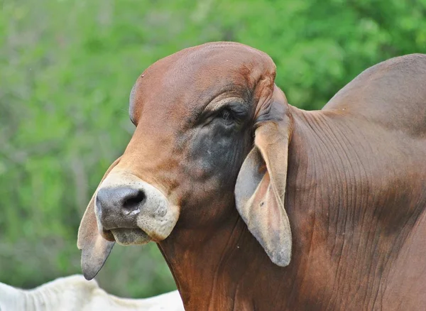 Retrato de un toro —  Fotos de Stock