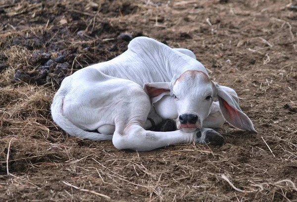Um bezerro de Brahman recém-nascido — Fotografia de Stock