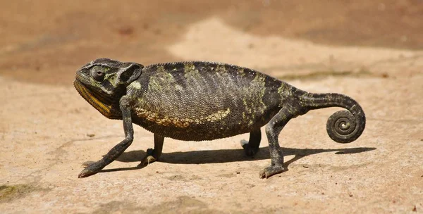 Kameleon trwa przerwa — Zdjęcie stockowe