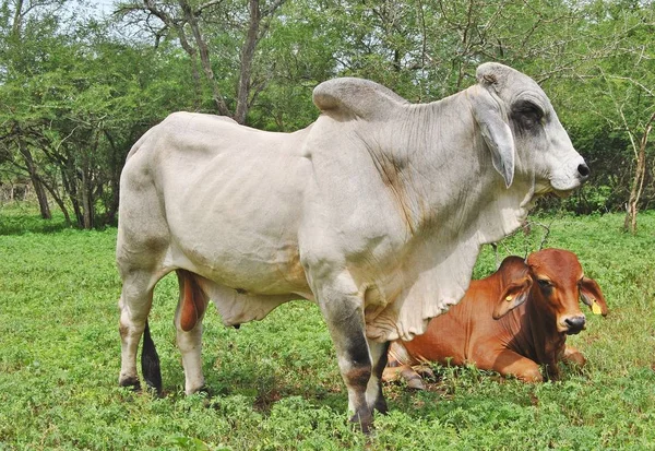 Un grazioso Brahman Bull — Foto Stock