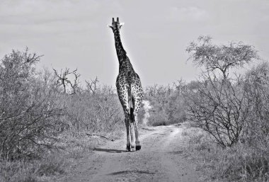 Bush yolda yalnız bir zürafa