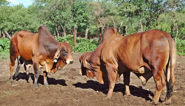 Un enfrentamiento entre dos toros —  Fotos de Stock