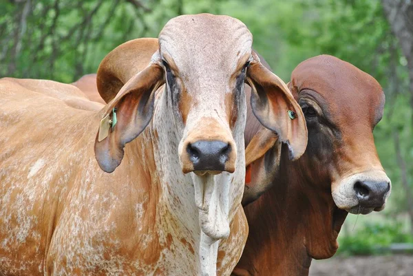 Un retrato de 2 toros —  Fotos de Stock