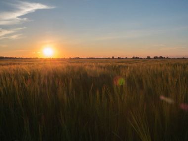 Gün batımında çavdar sonsuz alan