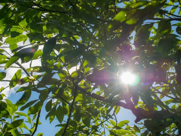 Yeşil yaprakları parlak güneş tatili