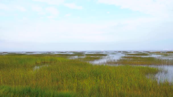 Panorama Des Fourrés Dans Eau Ciel Bleu Eaux Bleues Baie — Video